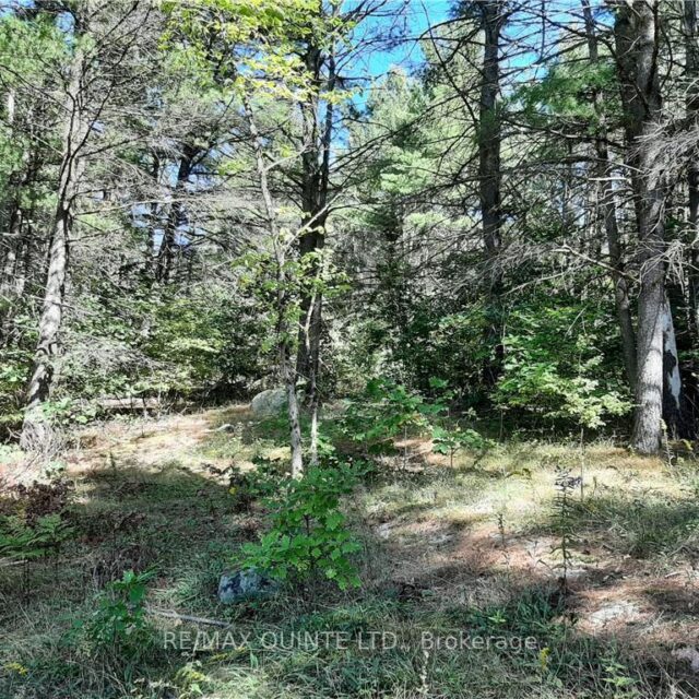 0 Pt Lt12 Con14 Hwy 37 Road, Tweed